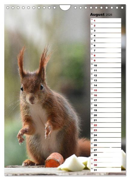 Produktbild: Eichh&ouml;rnchen - kleine Tiere, gro&szlig;e Liebe (Wandkalender 2026 DIN A4 hoch), CALVENDO Monatskalender