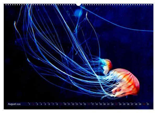 Produktbild: In der Welt der Medusen (Wandkalender 2026 DIN A2 quer), CALVENDO Monatskalender