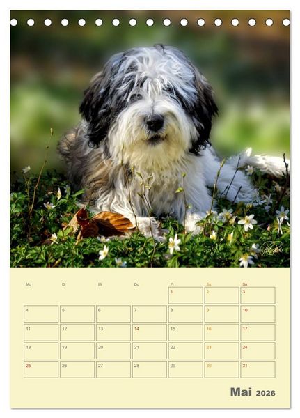 Produktbild: PON-Welpen - jeder Tag ein gro&szlig;es Abenteuer / Planer (Tischkalender 2026 DIN A5 hoch), CALVENDO Monatskalender