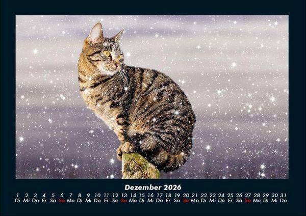 Produktbild: F&uuml;r Katzenfreunde 2026 Fotokalender DIN A4