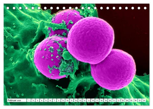 Produktbild: Mikrobiologie. Mikroorganismen, Genetik und Zellen (Tischkalender 2026 DIN A5 quer), CALVENDO Monatskalender