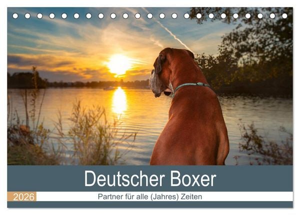Produktbild: Deutscher Boxer (Tischkalender 2026 DIN A5 quer), CALVENDO Monatskalender