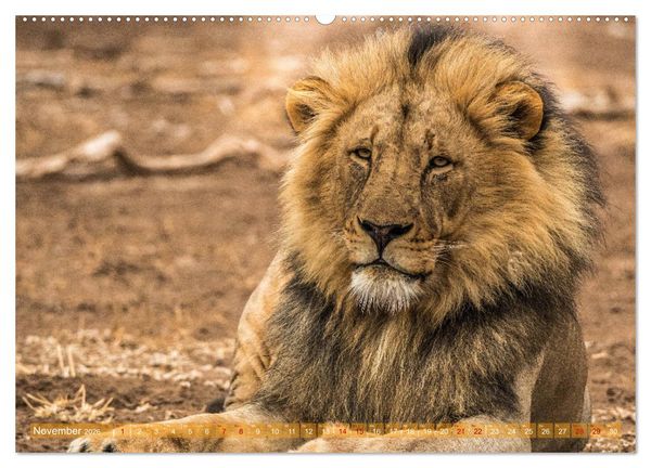 Produktbild: Die Welt der L&ouml;wen (hochwertiger Premium Wandkalender 2026 DIN A2 quer), Kunstdruck in Hochglanz