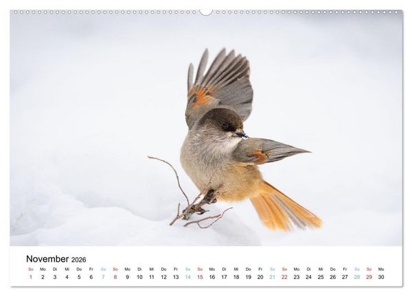 Produktbild: Tierwelt Skandinaviens (Wandkalender 2026 DIN A2 quer), CALVENDO Monatskalender