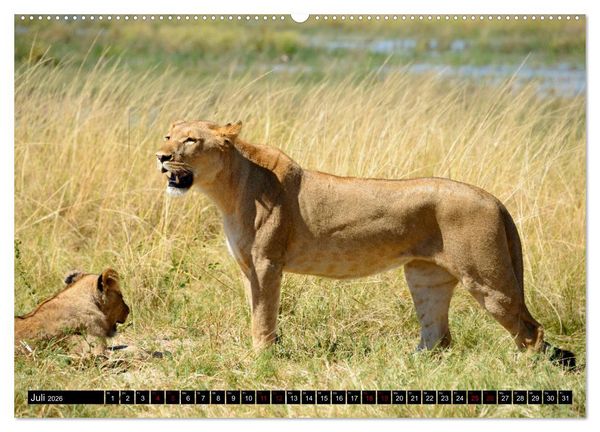 Produktbild: Faszination Botswana (hochwertiger Premium Wandkalender 2026 DIN A2 quer), Kunstdruck in Hochglanz