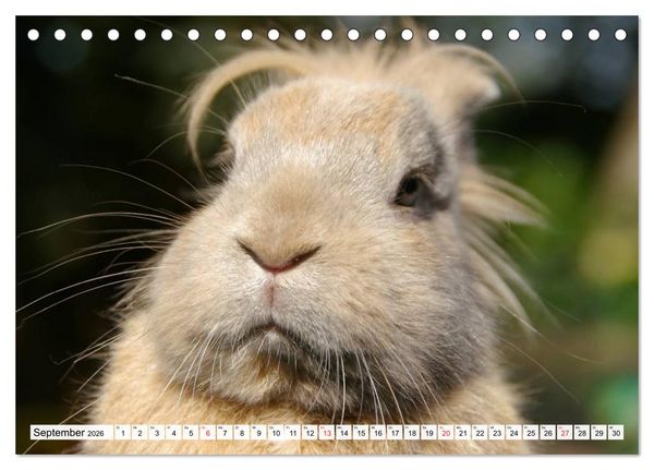 Produktbild: Kaninchen und Hasen (Tischkalender 2026 DIN A5 quer), CALVENDO Monatskalender