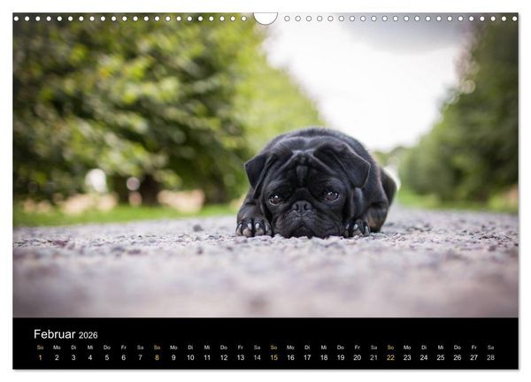 Produktbild: Diesel, der schwarze Mops (Wandkalender 2026 DIN A3 quer), CALVENDO Monatskalender