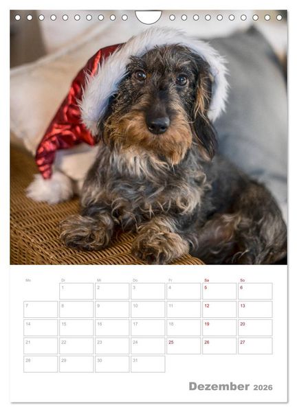 Produktbild: Dackelportraits (Wandkalender 2026 DIN A4 hoch), CALVENDO Monatskalender