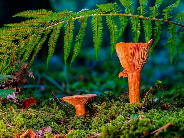 Produktbild: CALVENDO Puzzle Edel-Reizker (Lactarius deliciosus) 1000 Teile Lege-Gr&ouml;&szlig;e 640 x 480 cm Foto-Puzzle Bild von Peter Roder