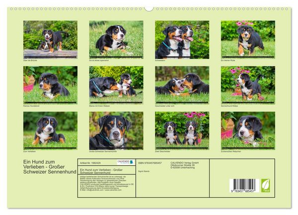 Produktbild: Ein Hund zum Verlieben - Gro&szlig;er Schweizer Sennenhund (hochwertiger Premium Wandkalender 2026 DIN A2 quer), Kunstdruck in Hochglanz