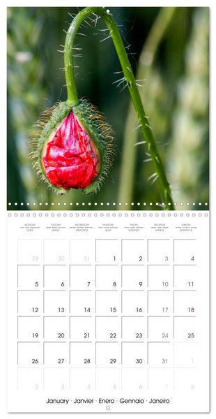 Produktbild: Harmonie Florale Des Pr&eacute;s aux Villes (Calendrier mural carr&eacute; 2026 30x30 cm) Calendrier double avec une page pour vos prises de notes
