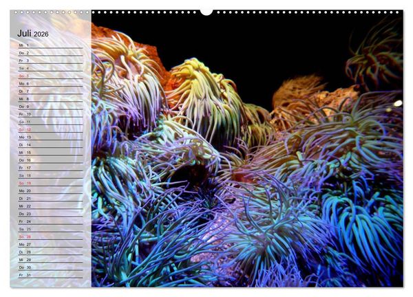 Produktbild: Paradiese im ewigen Blau. Die bunte Unterwasserwelt (Wandkalender 2026 DIN A2 quer), CALVENDO Monatskalender