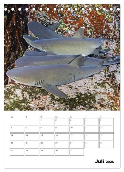 Produktbild: Farbrausch unter Wasser: Fische am Riff (Tischkalender 2026 DIN A5 hoch), CALVENDO Monatskalender