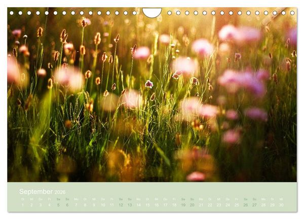 Produktbild: Zeitenwandel - Ein Jahr in der Natur (Wandkalender 2026 DIN A4 quer), CALVENDO Monatskalender