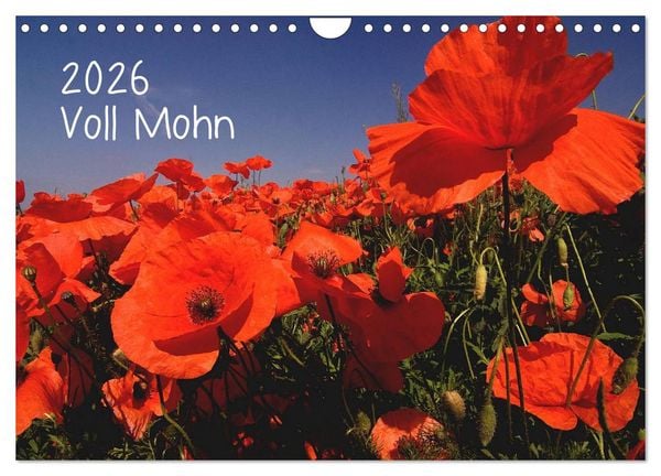 Voll Mohn (Wandkalender 2026 DIN A4 quer), CALVENDO Monatskalender