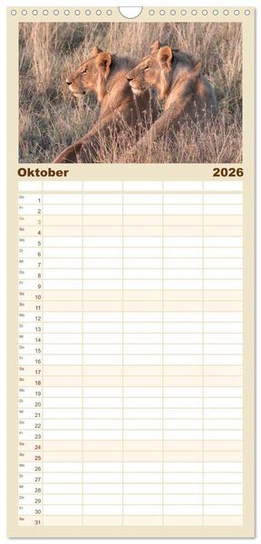 Produktbild: Familienplaner 2026 - L&ouml;wen - Raubkatzen Afrikas mit 5 Spalten (Wandkalender, 21 x 45 cm) CALVENDO