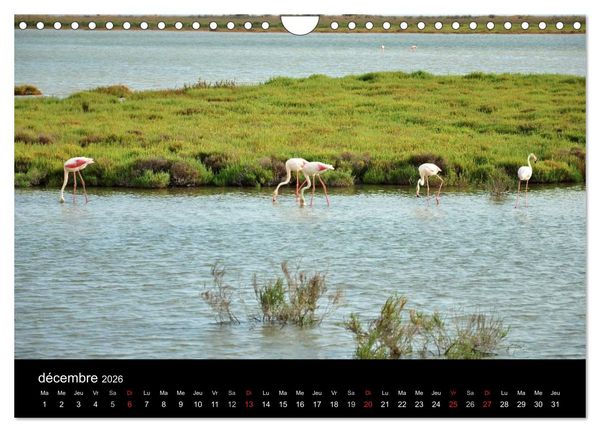 Produktbild: Camargue Entre mer et nature (Calendrier mural 2026 DIN A4 vertical), CALVENDO calendrier mensuel