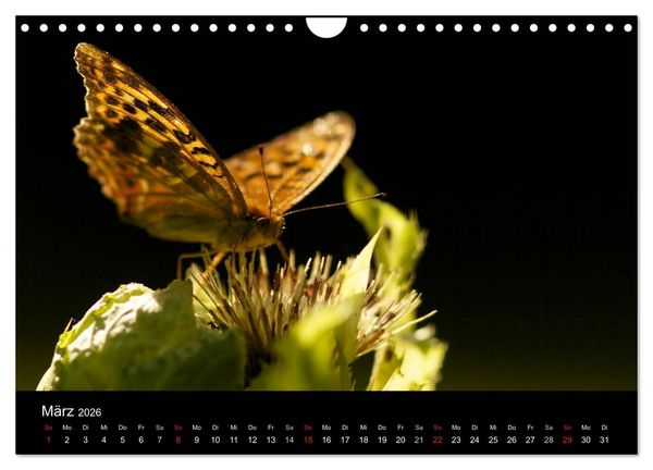 Produktbild: Heimische Schmetterlinge (Wandkalender 2026 DIN A4 quer), CALVENDO Monatskalender