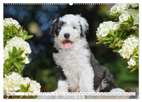 Produktbild: In der Kinderstube bei Familie Bobtail (Wandkalender 2026 DIN A2 quer), CALVENDO Monatskalender