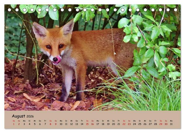 Produktbild: Wilder Nordosten - Aug in Aug mit Tieren der Ostseeregion (Tischkalender 2026 DIN A5 quer), CALVENDO Monatskalender