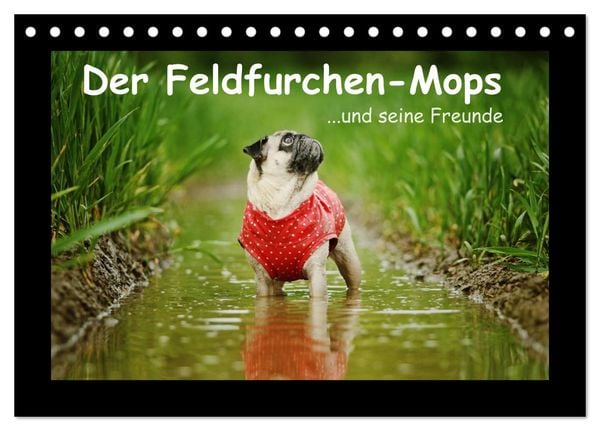 Produktbild: Der Feldfurchen-Mops (Tischkalender 2026 DIN A5 quer), CALVENDO Monatskalender