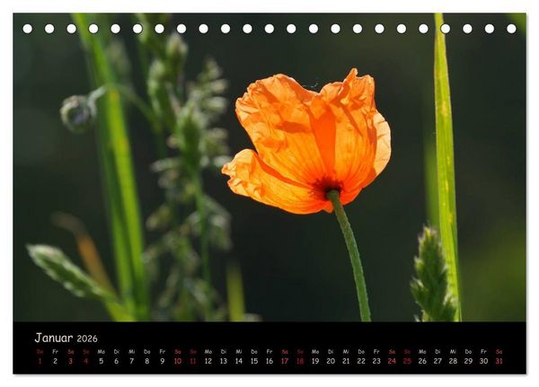 Produktbild: Just Mohn (Tischkalender 2026 DIN A5 quer), CALVENDO Monatskalender