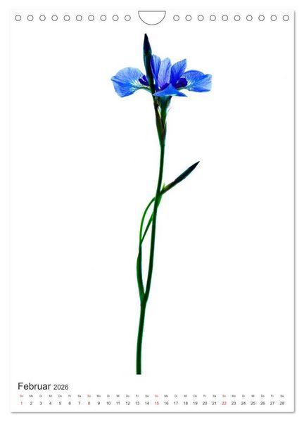 Produktbild: Blumen pur (Wandkalender 2026 DIN A4 hoch), CALVENDO Monatskalender