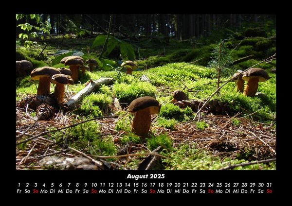 Produktbild: Pilzkalender 2025 Fotokalender DIN A3