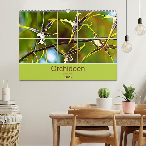 Produktbild: Orchideen Bildergalerie (Wandkalender 2026 DIN A2 quer), CALVENDO Monatskalender