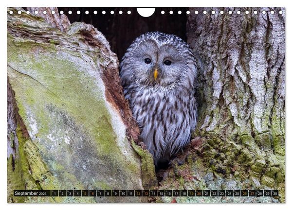 Produktbild: Eulen - Fl&uuml;gel der Nacht (Wandkalender 2026 DIN A4 quer), CALVENDO Monatskalender