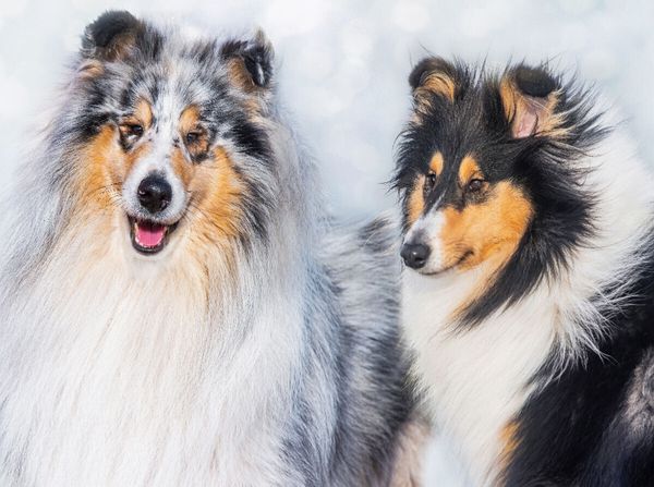 Produktbild: CALVENDO Puzzle Collies - R&uuml;de und H&uuml;ndin | 2000 Teile Lege-Gr&ouml;&szlig;e 90x67cm Foto-Puzzle f&uuml;r gl&uuml;ckliche Stunden