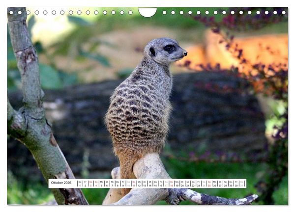 Produktbild: Erdm&auml;nnchen - Die Kobolde im Tierreich (Wandkalender 2026 DIN A4 quer), CALVENDO Monatskalender