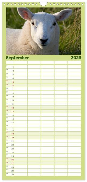 Produktbild: Familienplaner 2026 - Schafe mit 5 Spalten (Wandkalender, 21 x 45 cm) CALVENDO