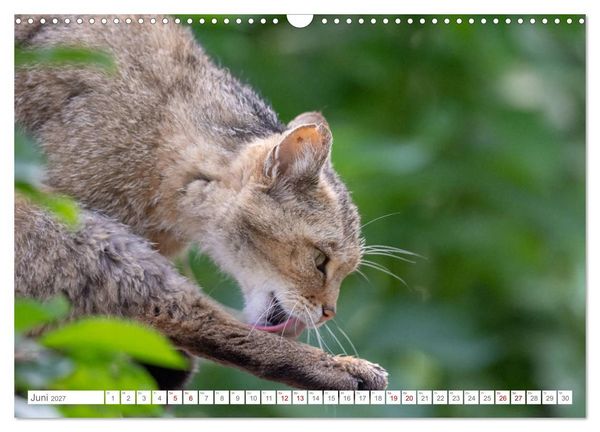 Produktbild: Wildkatzen - die anmutigsten Raubiere in Europa. (Wandkalender 2027 DIN A3 quer), CALVENDO Monatskalender