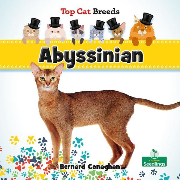 Produktbild: Abyssinian