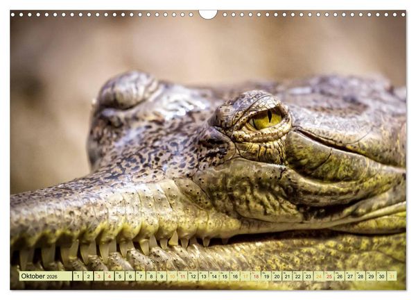 Produktbild: Urzeitreptilien - Krokodil (Wandkalender 2026 DIN A3 quer), CALVENDO Monatskalender