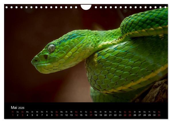 Produktbild: Costa Rica. Faszinierende Tierwelt (Wandkalender 2026 DIN A4 quer), CALVENDO Monatskalender