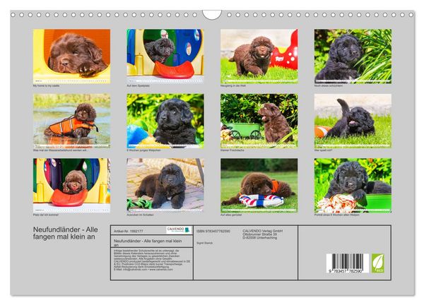 Produktbild: Neufundl&auml;nder - Alle fangen mal klein an (Wandkalender 2026 DIN A3 quer), CALVENDO Monatskalender