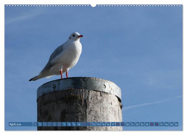 Produktbild: Maritimer K&uuml;stenzauber (Wandkalender 2026 DIN A2 quer), CALVENDO Monatskalender