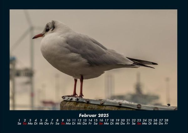 Produktbild: Vogelparadies 2025 Fotokalender DIN A4