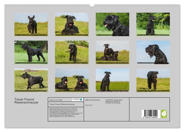 Produktbild: Treuer Freund Riesenschnauzer (hochwertiger Premium Wandkalender 2026 DIN A2 quer), Kunstdruck in Hochglanz