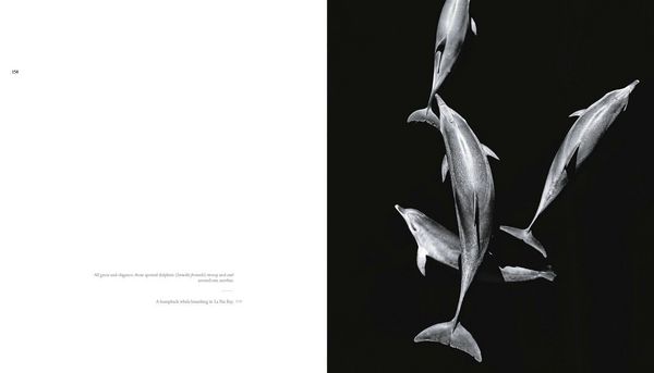 Produktbild: The Sea of Dreams