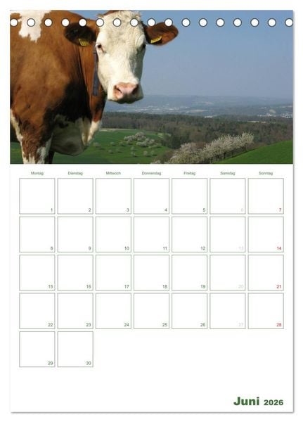 Produktbild: Kuhle K&uuml;he 2026 (Tischkalender 2026 DIN A5 hoch), CALVENDO Monatskalender