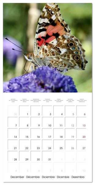 Produktbild: Gentle butterflies (Wall Calendar 2026 12 &times; 12 Inch) CALVENDO 12 Month Wall Calendar