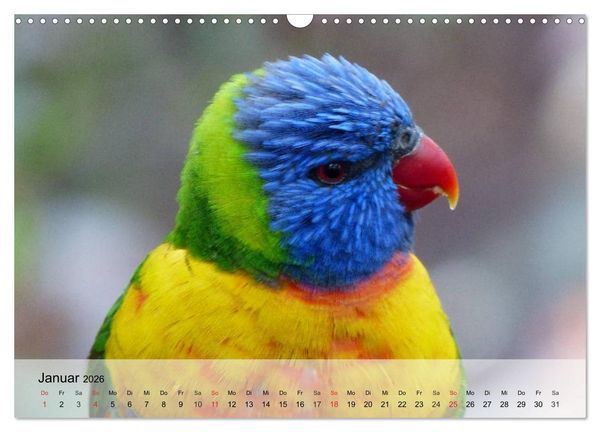 Produktbild: Regenbogen Papageien (Wandkalender 2026 DIN A3 quer), CALVENDO Monatskalender