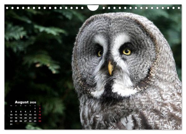 Produktbild: Greifv&ouml;gel, Eulen und K&auml;uze (Wandkalender 2026 DIN A4 quer), CALVENDO Monatskalender
