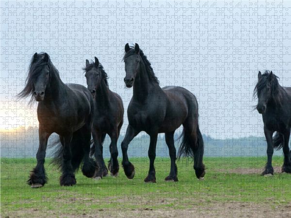 Produktbild: CALVENDO Puzzle Ein Motiv aus dem Kalender Friesen - stolze Giganten | 1000 Teile Lege-Gr&ouml;&szlig;e 64x48cm Foto-Puzzle f&uuml;r gl&uuml;ckliche Stunden