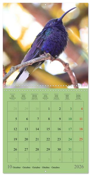 Produktbild: Costa Rican Birds (Wall Calendar 2026 12 &times; 12 Inch) CALVENDO 12 Month Wall Calendar