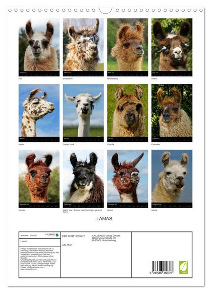 Produktbild: LAMAS (Wandkalender 2026 DIN A3 hoch), CALVENDO Monatskalender