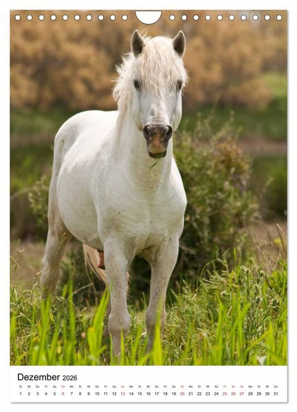 Produktbild: Camargue Pferde - wei&szlig;e M&auml;hnen (Wandkalender 2026 DIN A4 hoch), CALVENDO Monatskalender